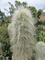 Oreocereus pseudofossulatus
