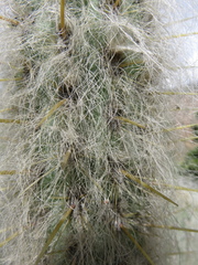 Oreocereus pseudofossulatus