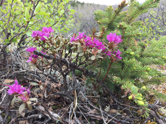Rhododendron lapponicum