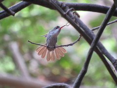 Leucolia viridifrons