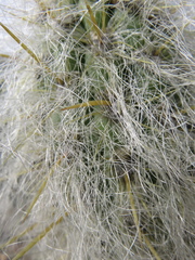 Oreocereus pseudofossulatus