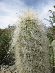 Oreocereus pseudofossulatus