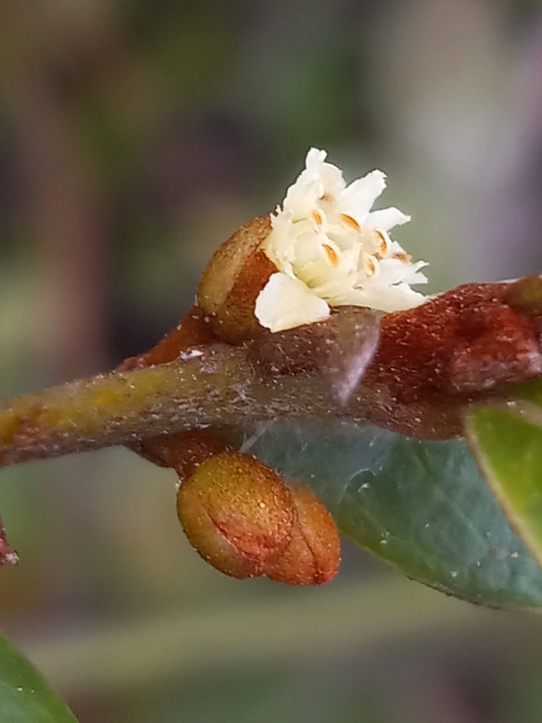 Sideroxylon repens