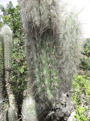 Oreocereus pseudofossulatus