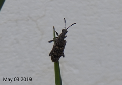 Rhagium inquisitor rugipenne