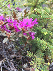 Rhododendron lapponicum