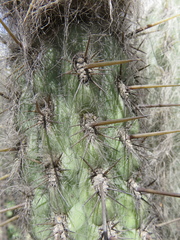Oreocereus pseudofossulatus