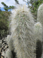 Oreocereus pseudofossulatus