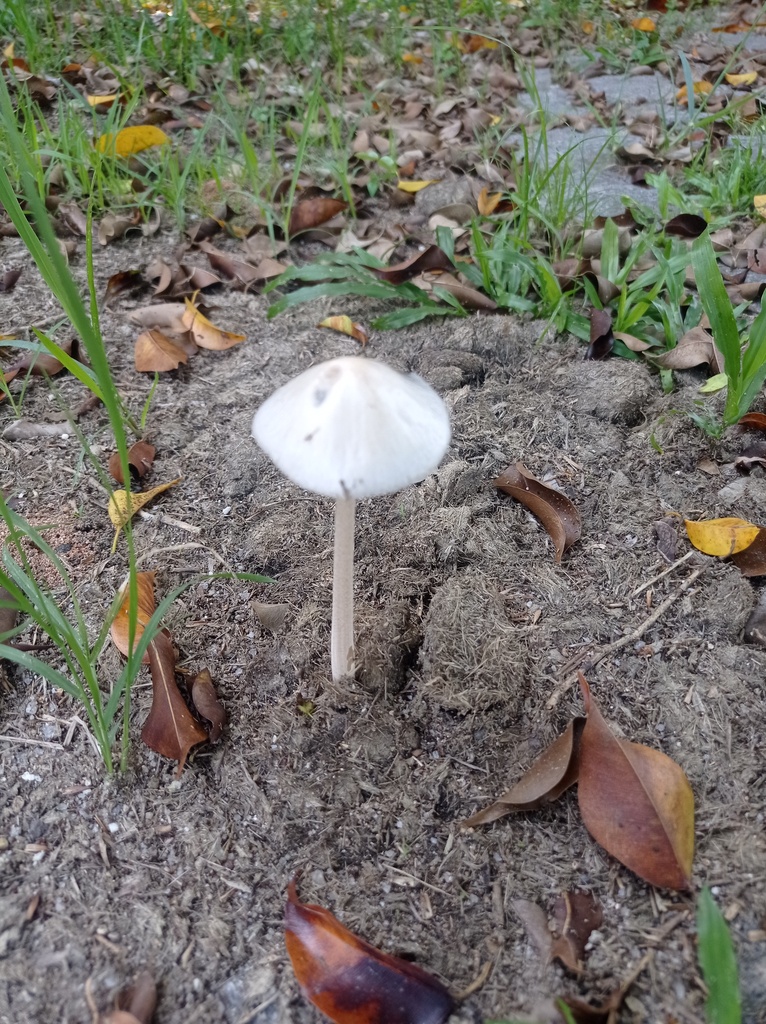 Panaeolus antillarum · April 2024 · photo: © diogoluiz (iNaturalist, cc-by)