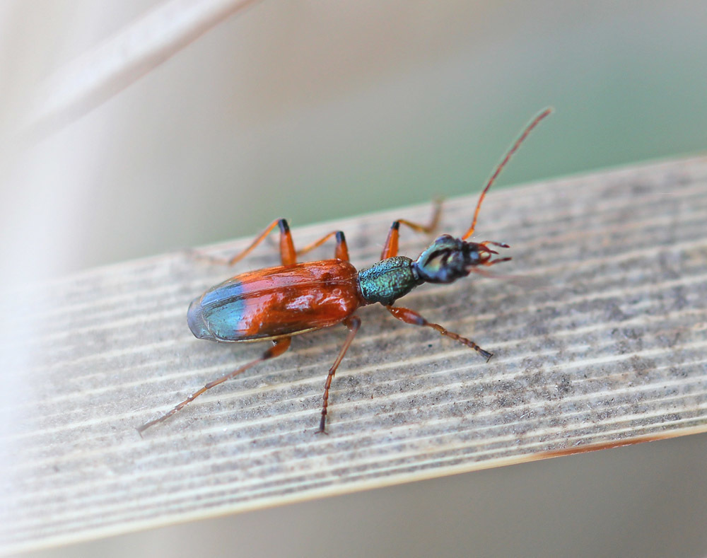 Odacantha