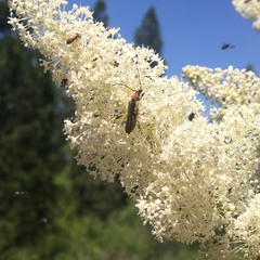 Callimoxys fuscipennis