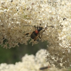 Callimoxys fuscipennis