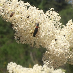 Callimoxys fuscipennis