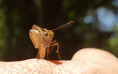 Parphorus pseudecorus
