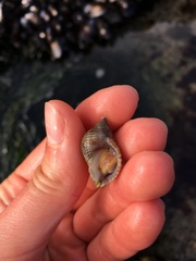 Nucella canaliculata