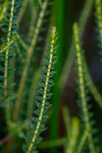 Stinky Buchu (Agathosma tabularis)
