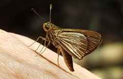 Parphorus pseudecorus