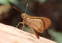 Parphorus pseudecorus