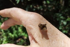 Parphorus pseudecorus