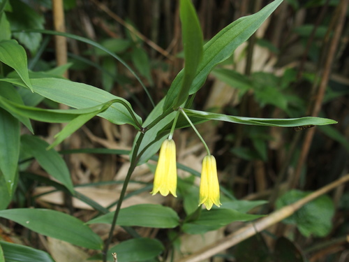Disporum shimadae (Disporum shimadae)