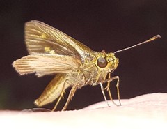 Parphorus pseudecorus