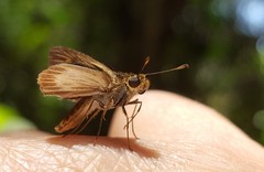 Parphorus pseudecorus