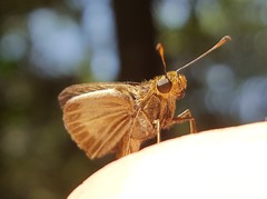 Parphorus pseudecorus