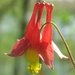 Aquilegia canadensis - Photo (c) Callicladium, μερικά δικαιώματα διατηρούνται (CC BY-NC), uploaded by Callicladium