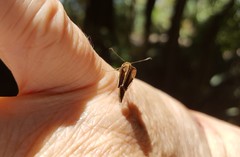 Parphorus pseudecorus