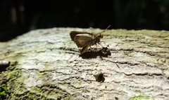 Parphorus pseudecorus