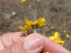 Monolopia gracilens