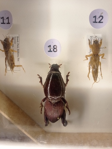 Mole Beetle