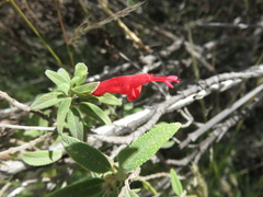 Salvia haenkei
