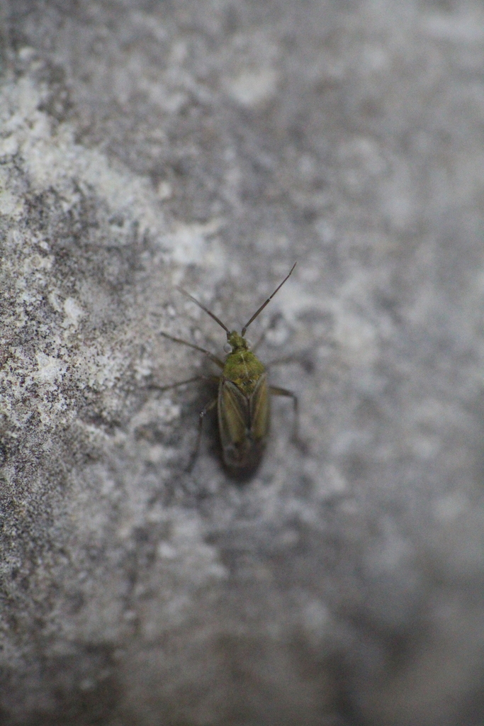 Tinicephalus hortulanus