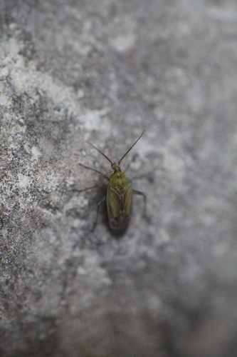 Tinicephalus hortulanus