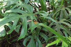 Hypothyris euclea laphria