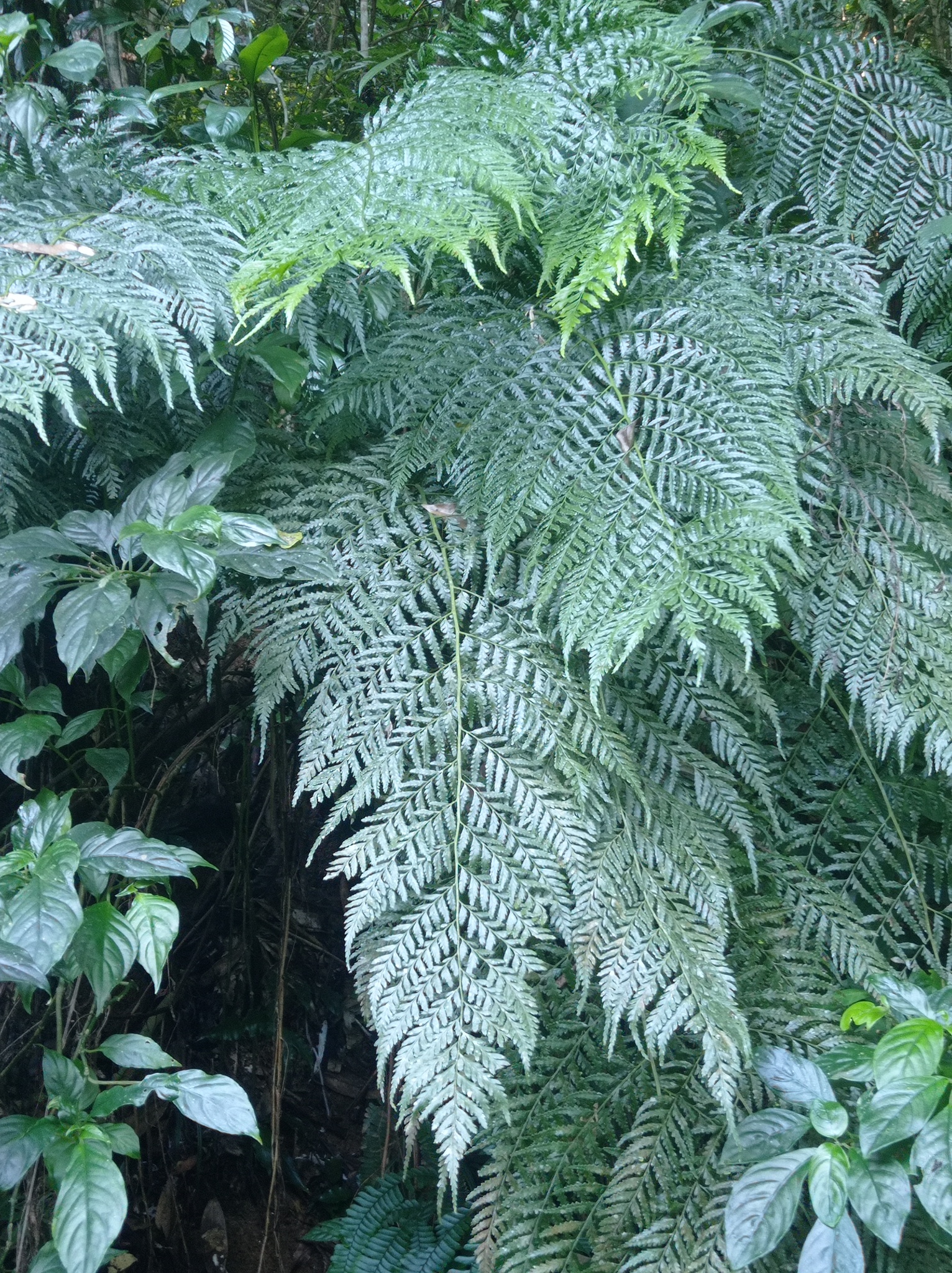 Davallia fejeensis