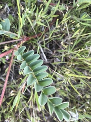 Astragalus cibarius