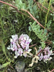 Astragalus cibarius