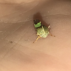 Smilia camelus