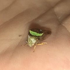 Smilia camelus