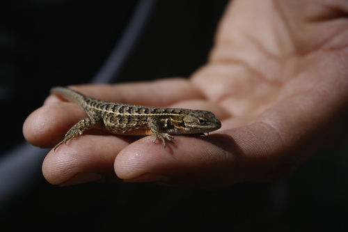 Sceloporus dixoni