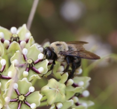 Xylocopa virginica texana