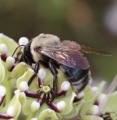 Xylocopa virginica texana