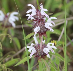 Monarda clinopodioides