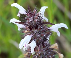 Monarda clinopodioides