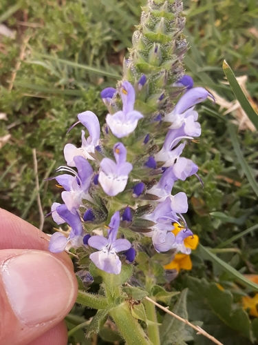 Image of Salvia clandestina by (c) Karim Haddad, some rights reserved (CC BY)