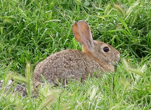 Brush Rabbit