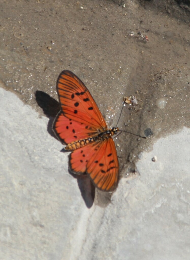 Acraea atergatis