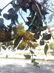 Struthanthus acuminatus